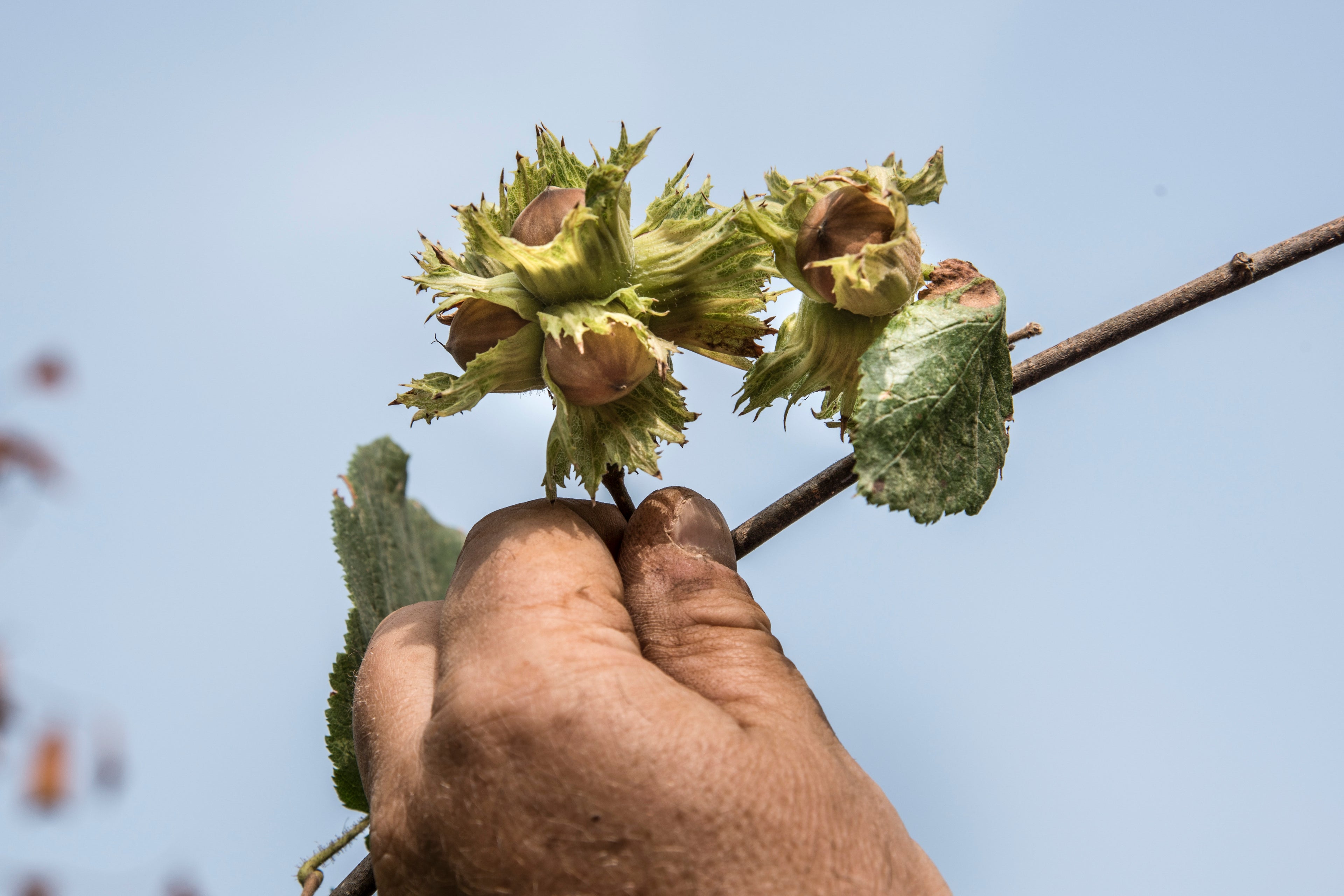Cuor di Nocciola - økologiske Piemonte hasselnødder og nøddecremer