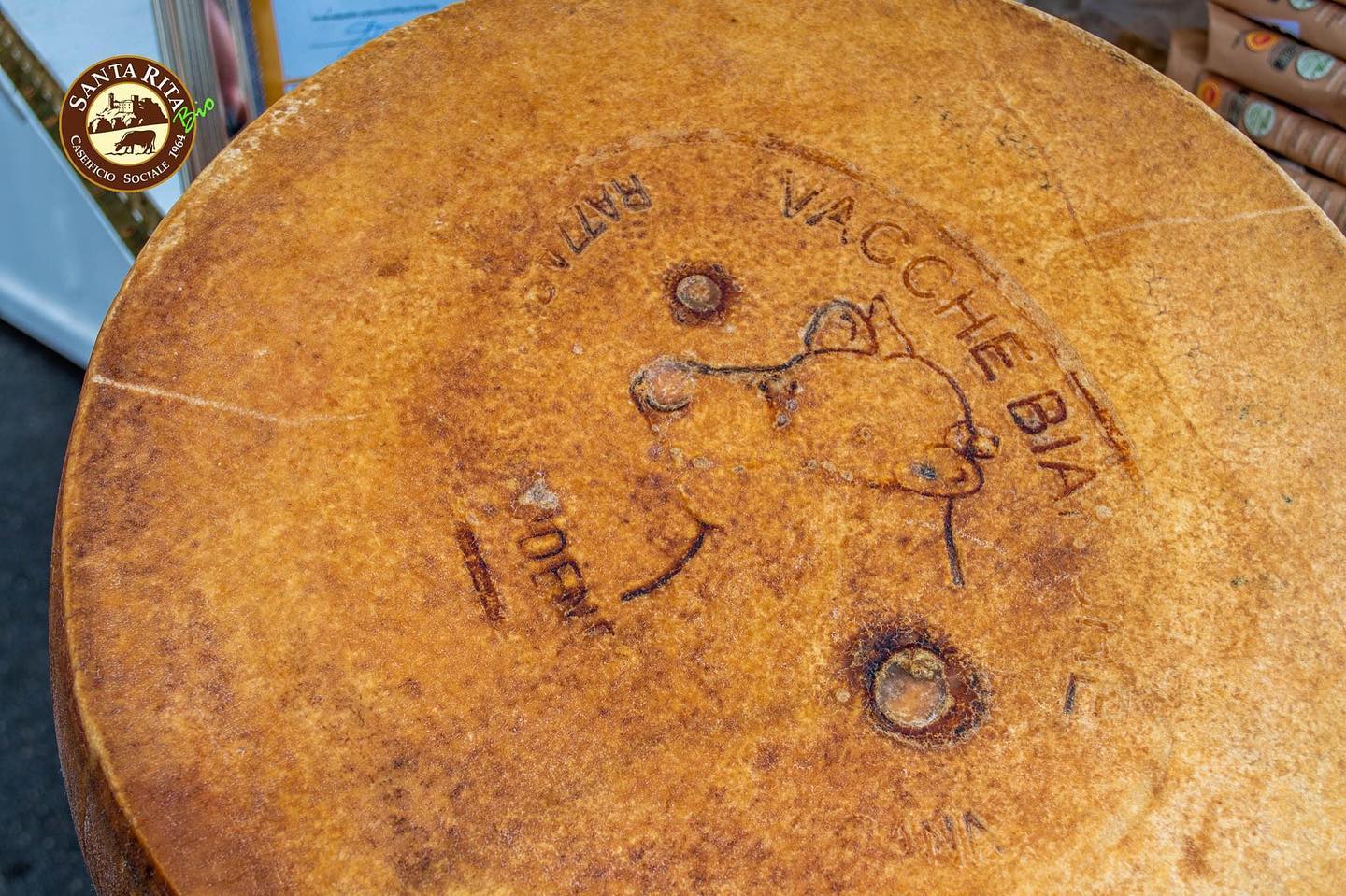 24 md Vacca Bianca Modenese Parmigiano Reggiano