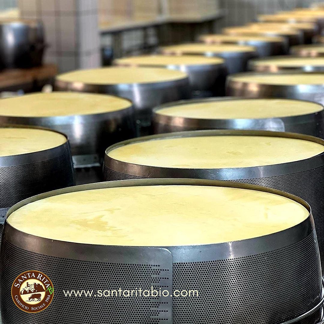 Økologisk Parmigiano Reggiano 30 måneder – Frisona