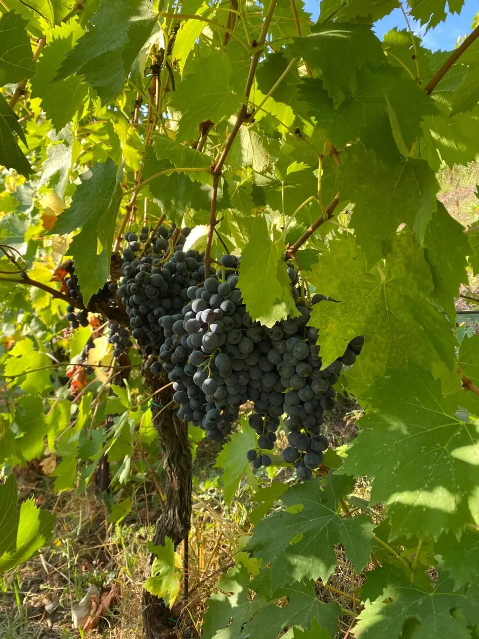 Tenuta Montiani, 5L. Sangiovese, bag-in-box, Chianti til hverdag, økologisk