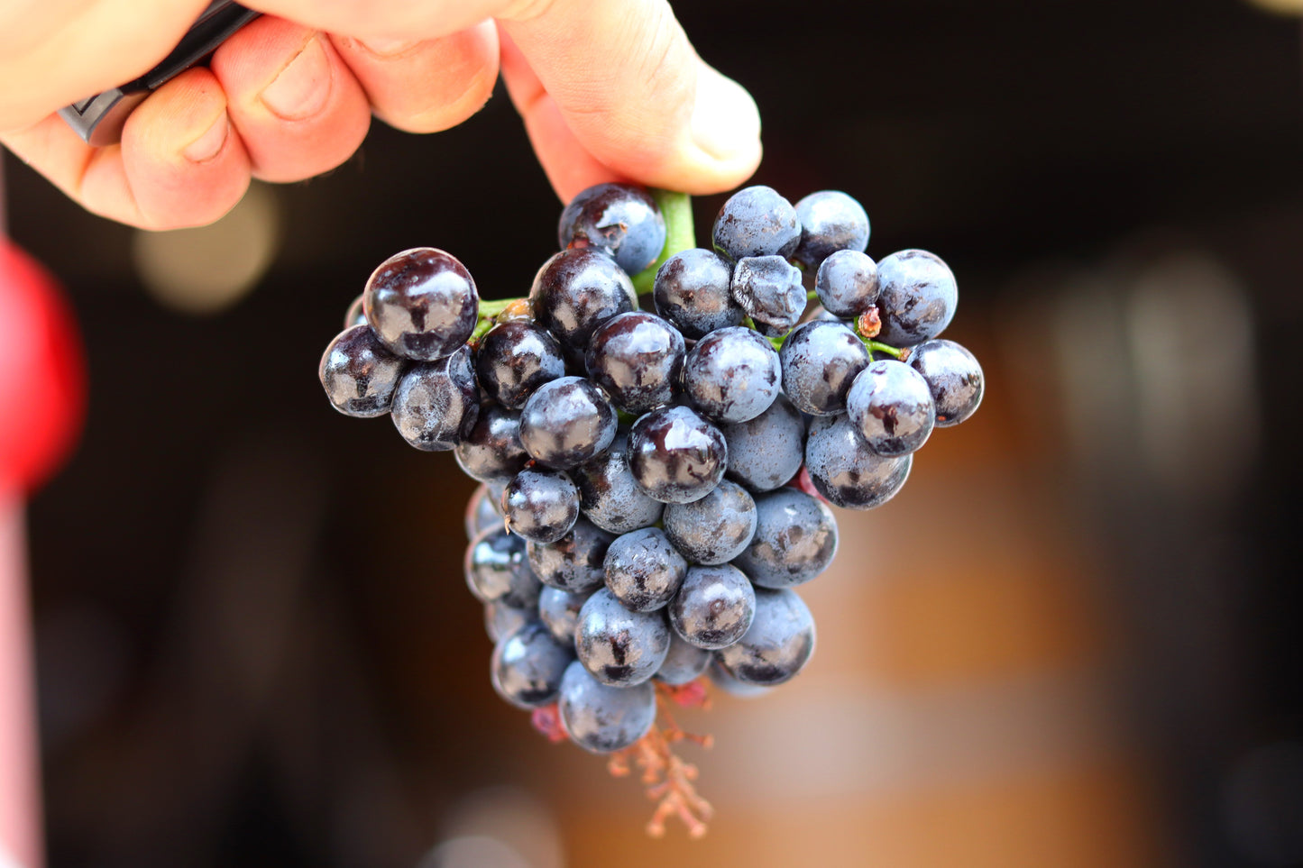 Smagekasse: Smagekasse: Naturvin med retning – 6 vine, 6 stilarter, 6 grunde til at ændre mening