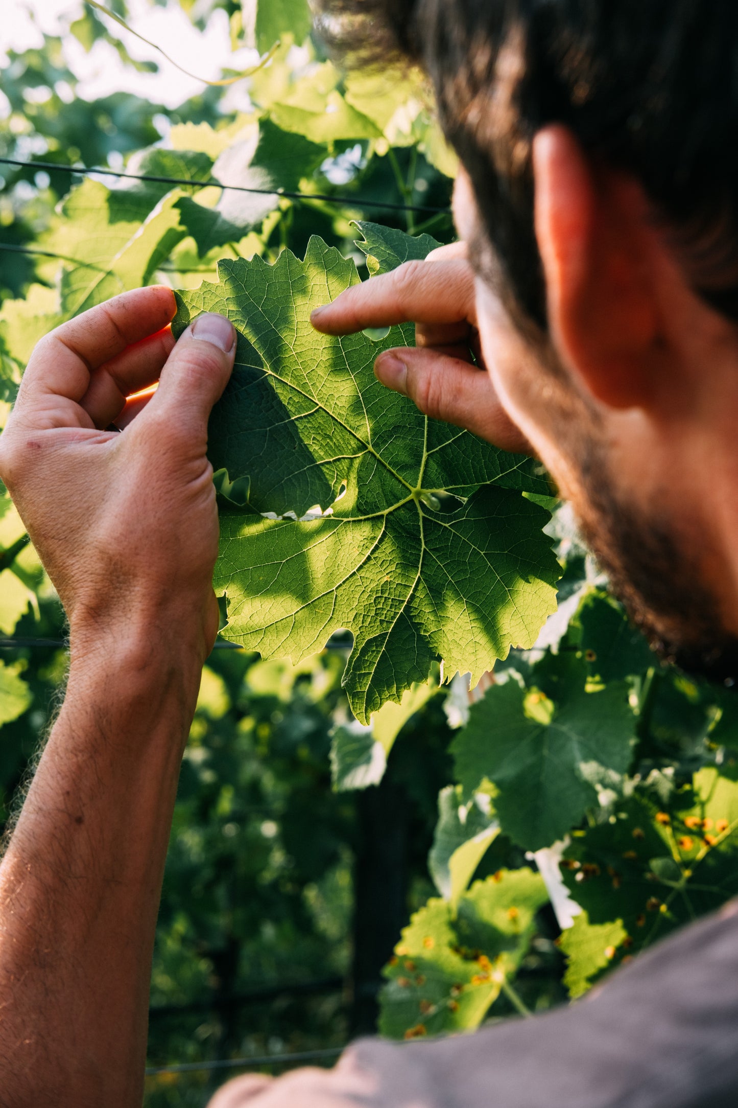 Naturvins-mesteren Thomas Niedermayer tjekker vinplanten i Alto Adige