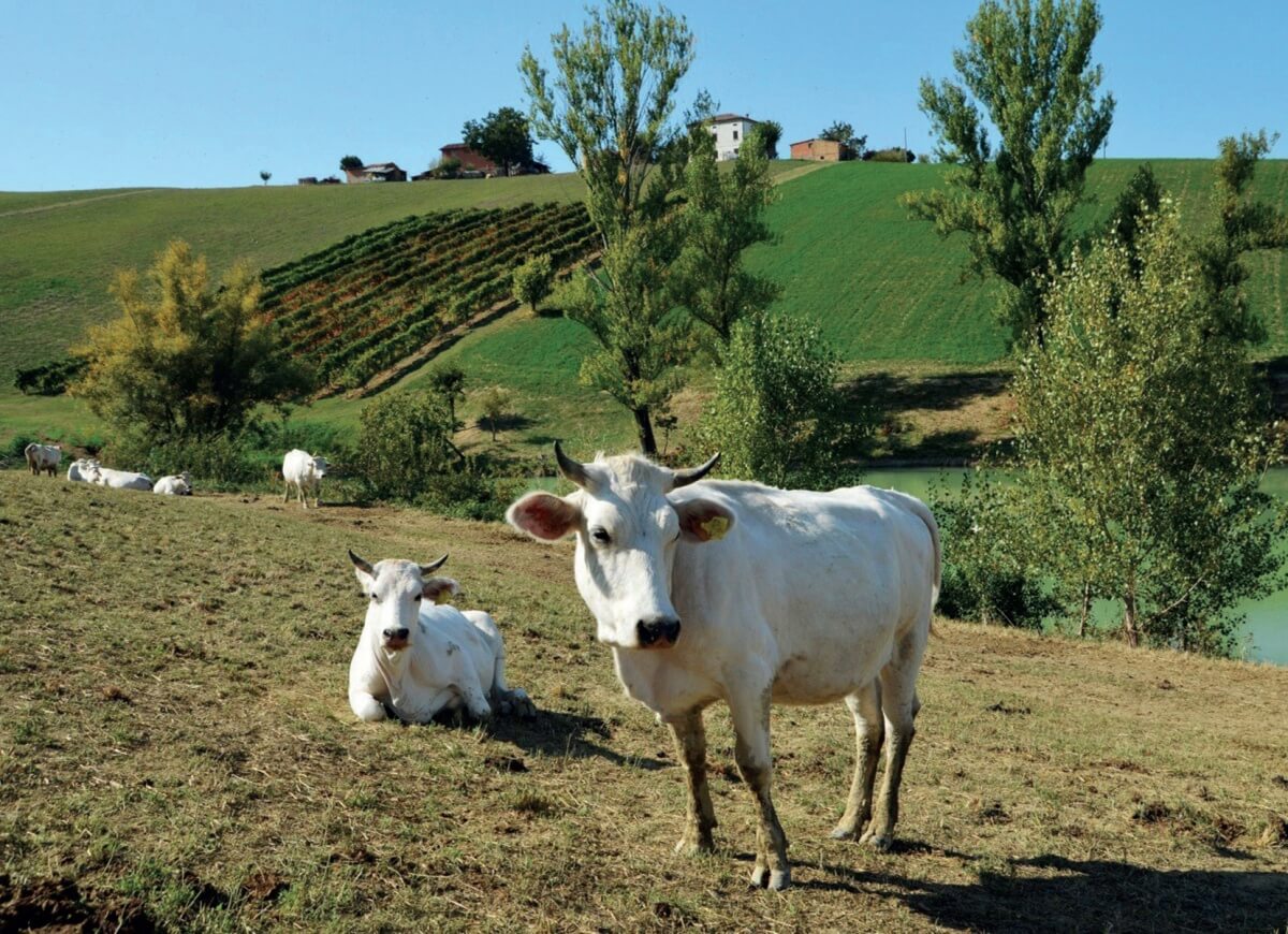 24 md Vacca Bianca Modenese Parmigiano Reggiano
