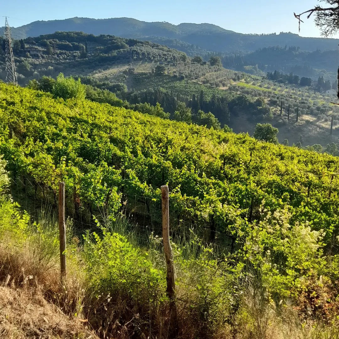 Toscana — Vine fra det toskanske landskab