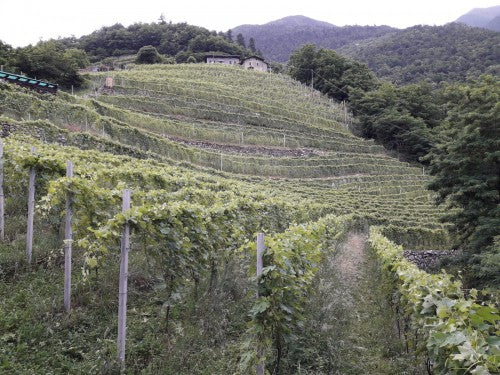 Boffalora Umo Alpi Retiche IGT 2021 er en Nebbiolo, der danser let på tå.