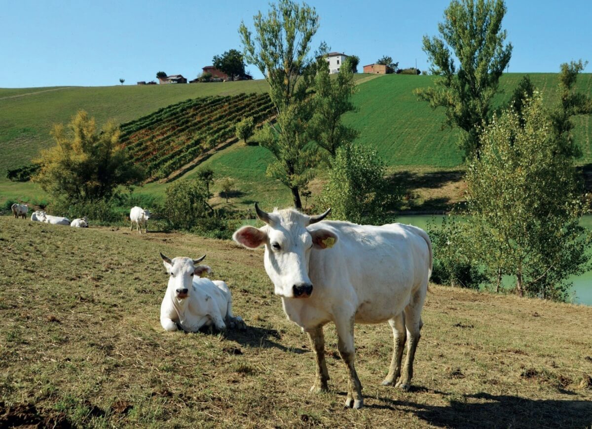 48 md Vacca Bianca Modenese Parmigiano Reggiano